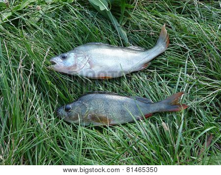 perch