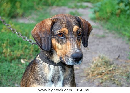 Portræt af en hund