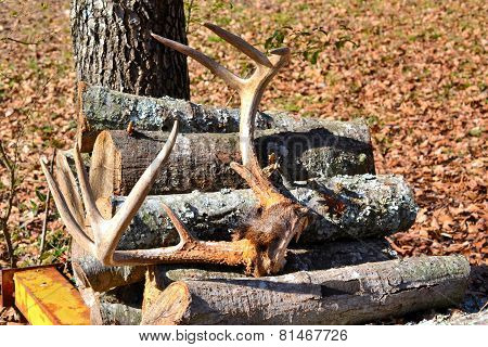 Deer antlers resting on firewood pile