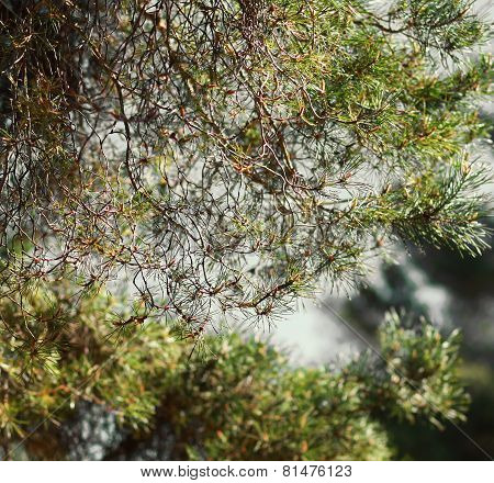 Pine Tree