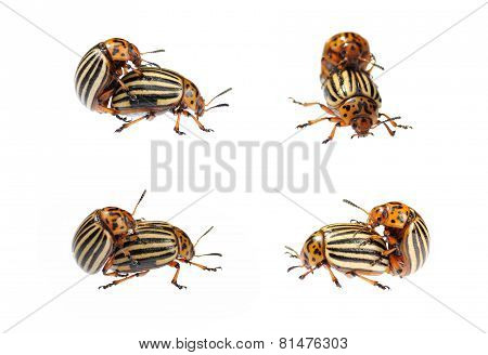 Two Conjugating Colorado Bugs