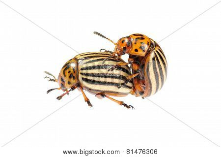 Two Conjugating Colorado Bugs