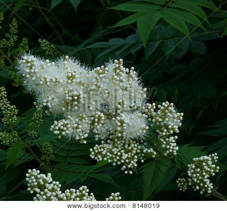Meadowsweet