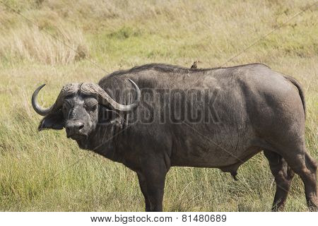 African Buffalo