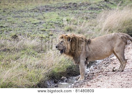 Male African Lion Standing