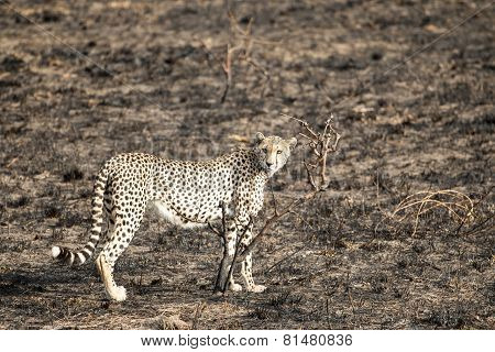 Cheetah Standing And Staring