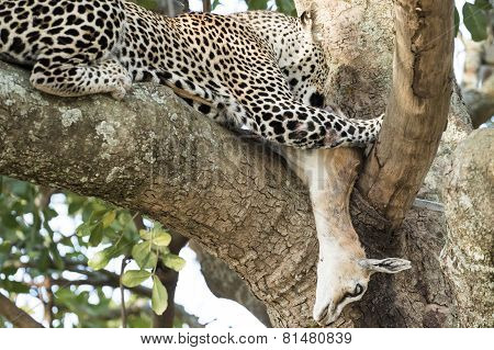 Leopard Eating Gazelle On A Tree
