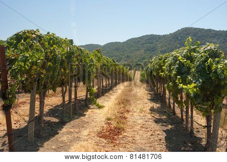 Lush Green Vineyards Of California