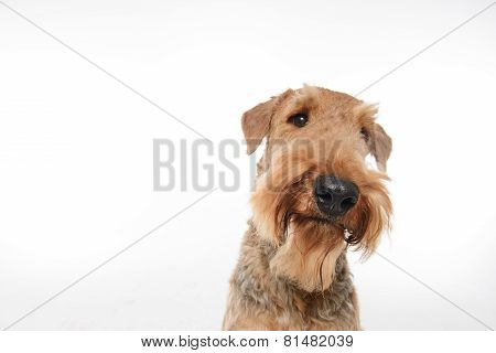 Dog is your best friend
