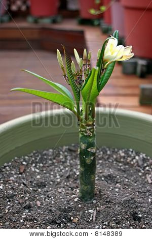 Plumeria kwiat cięcia