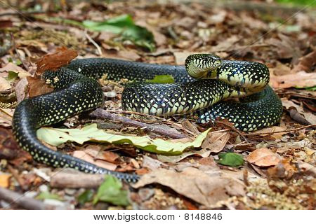 Siyah Kingsnake (Lampropeltis getula)