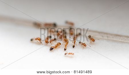 Ants On The Floor. Close-up