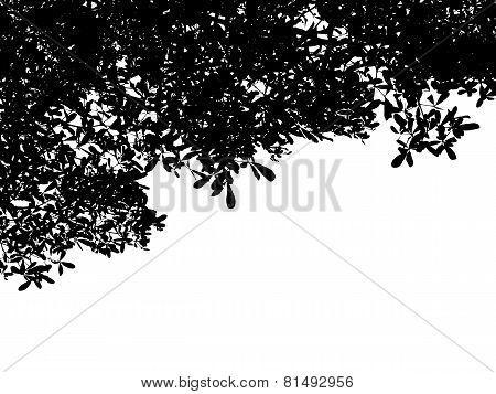 Silhouette Leaves Plant  Isolated