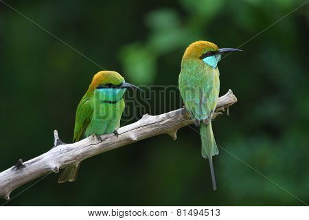 green bee eater