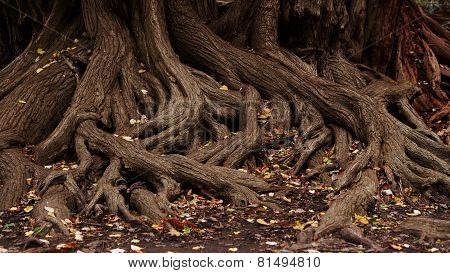roots