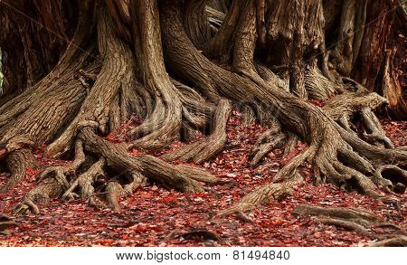 roots and red leaves