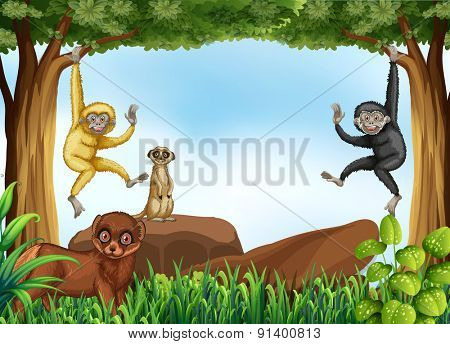 Many animals living in the jungle