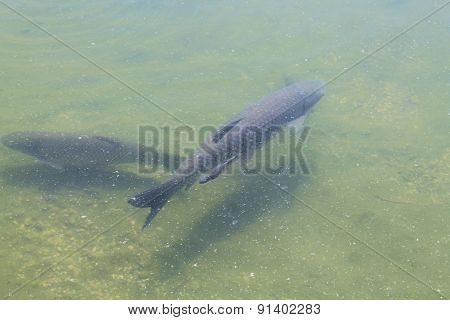 fish