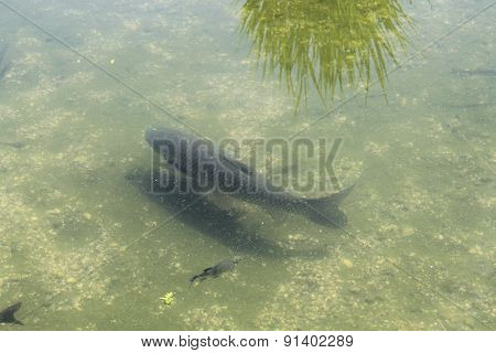 fish