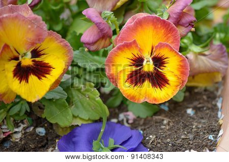 Nice Violet Of Thought
