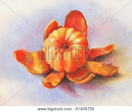 Illustration with Mandarin Drawing by Hand
