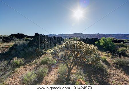 Scraggly bush