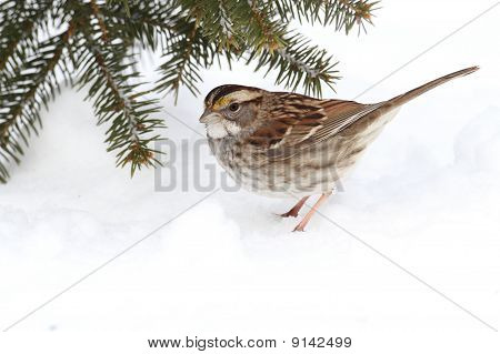 Uccello della neve