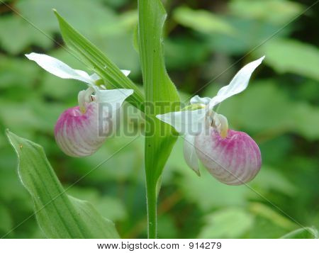 Showyladyslipper