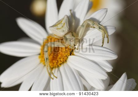 Close up white spider.