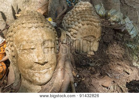 the ancient buddha head at the root of the tree