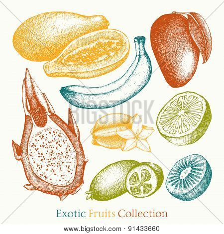 Vintage colorful tropical fruit illustration