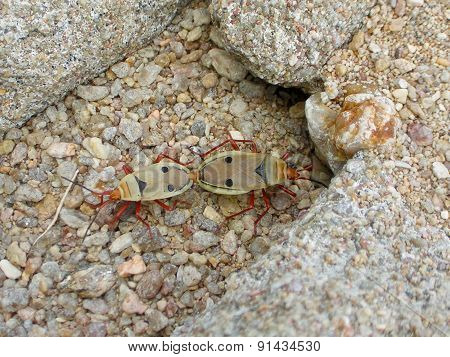 Couple Of Scarabs In The Stones