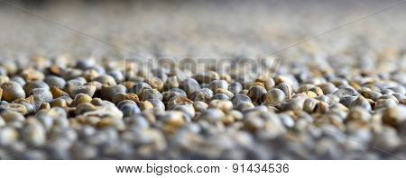 Pearl millet (Bajra) as background. Close up.
