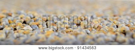 Pearl millet (Bajra) as background. Close up.