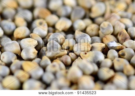 Pearl millet (Bajra) as background. Close up.