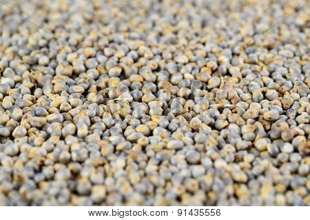 Pearl millet (Bajra) as background. Close up.