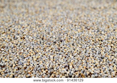 Pearl millet (Bajra) as background. Close up.