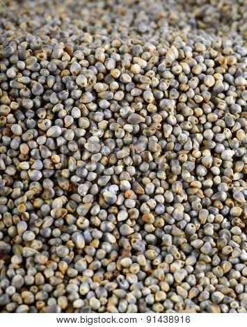 Pearl millet (Bajra) as background. Close up.