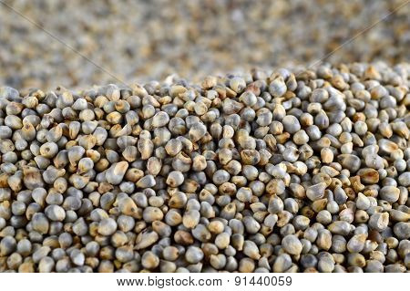 Pearl millet (Bajra) as background. Close up.
