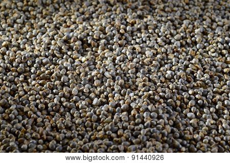 Pearl millet (Bajra) as background. Close up.