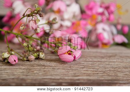Fresh flowers of Rainbow Showers on old wooden, Blooming Pink Cassia javanica