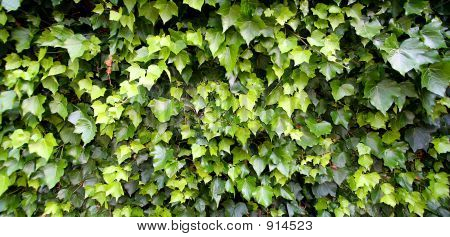 Ivy