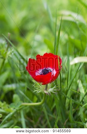 Poppy In The Green Grass