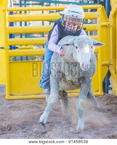 Mutton Busting