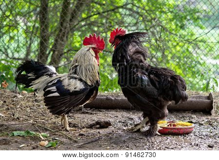 Fight Of Cocks