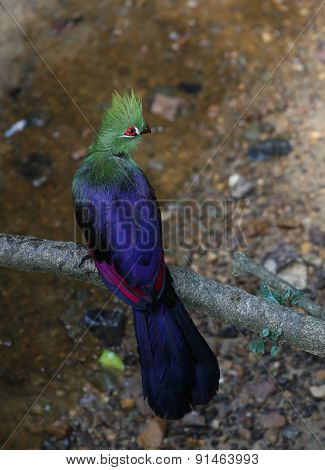 Knysna Loerie Or Turaco Bird