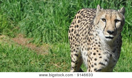 Cheetah