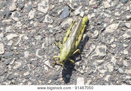 Grasshopper