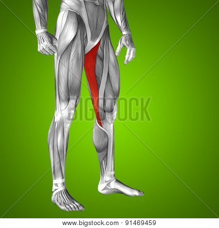 Concept or conceptual 3D gracilis human upper leg anatomy or anatomical and muscle on green gradient background