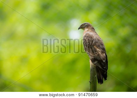 Majestic European honey buzzard perching on a dead tree against lush green background